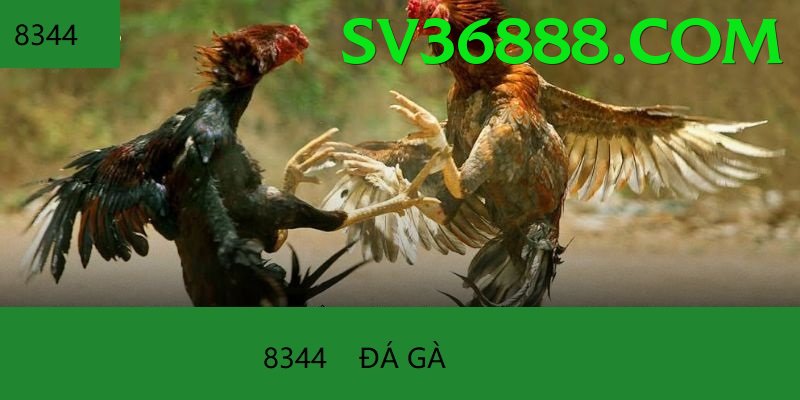 Đá Gà Trực Tiếp - sv368 - Cộng đồng