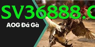 Đá Gà Trực Tiếp - Ưu đãi đặc biệt - FPS cao